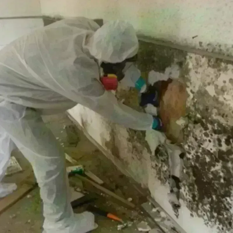 Mold Remediation and Removal in Austin, IN